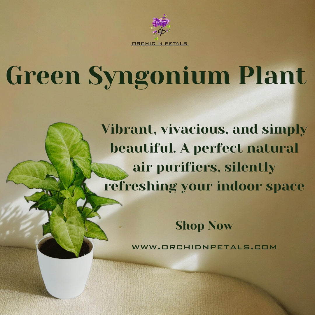 Green Syngonium Plant