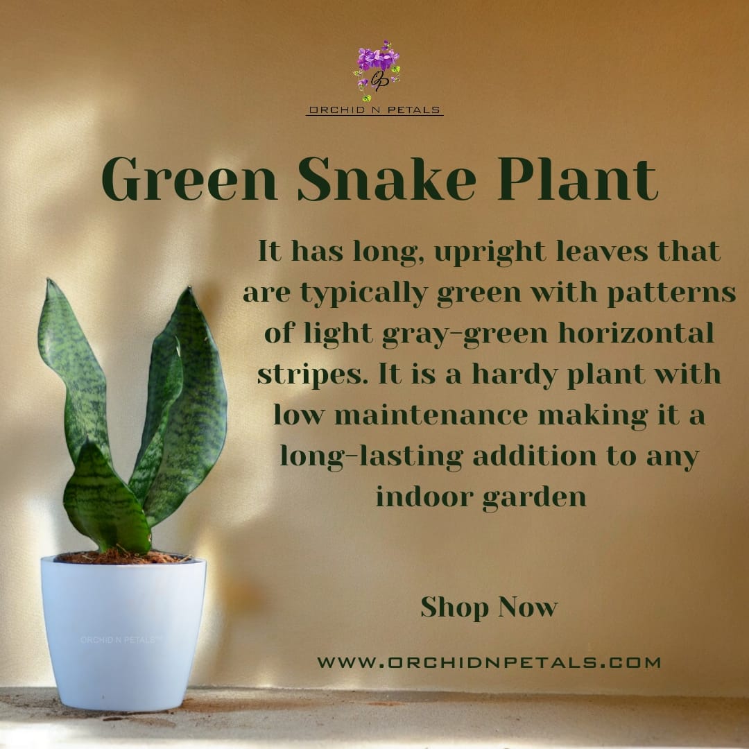 Green Snake Plant