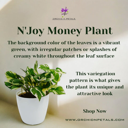 N'Joy Money Plant