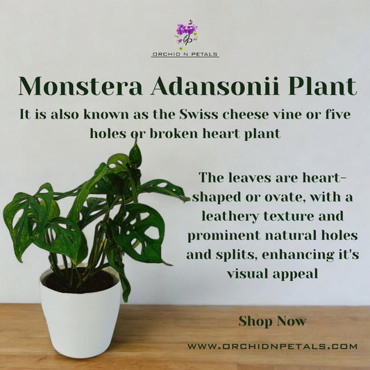 Monstera Adansonii Plant