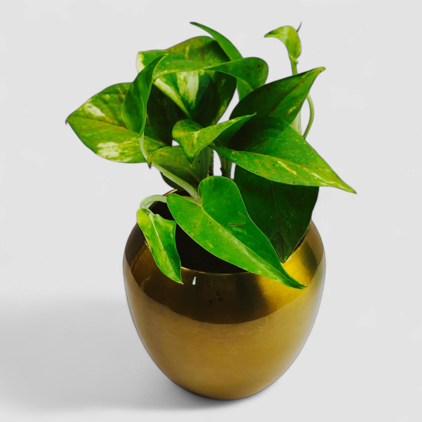 Green Money Plant with Premium Metal Pot