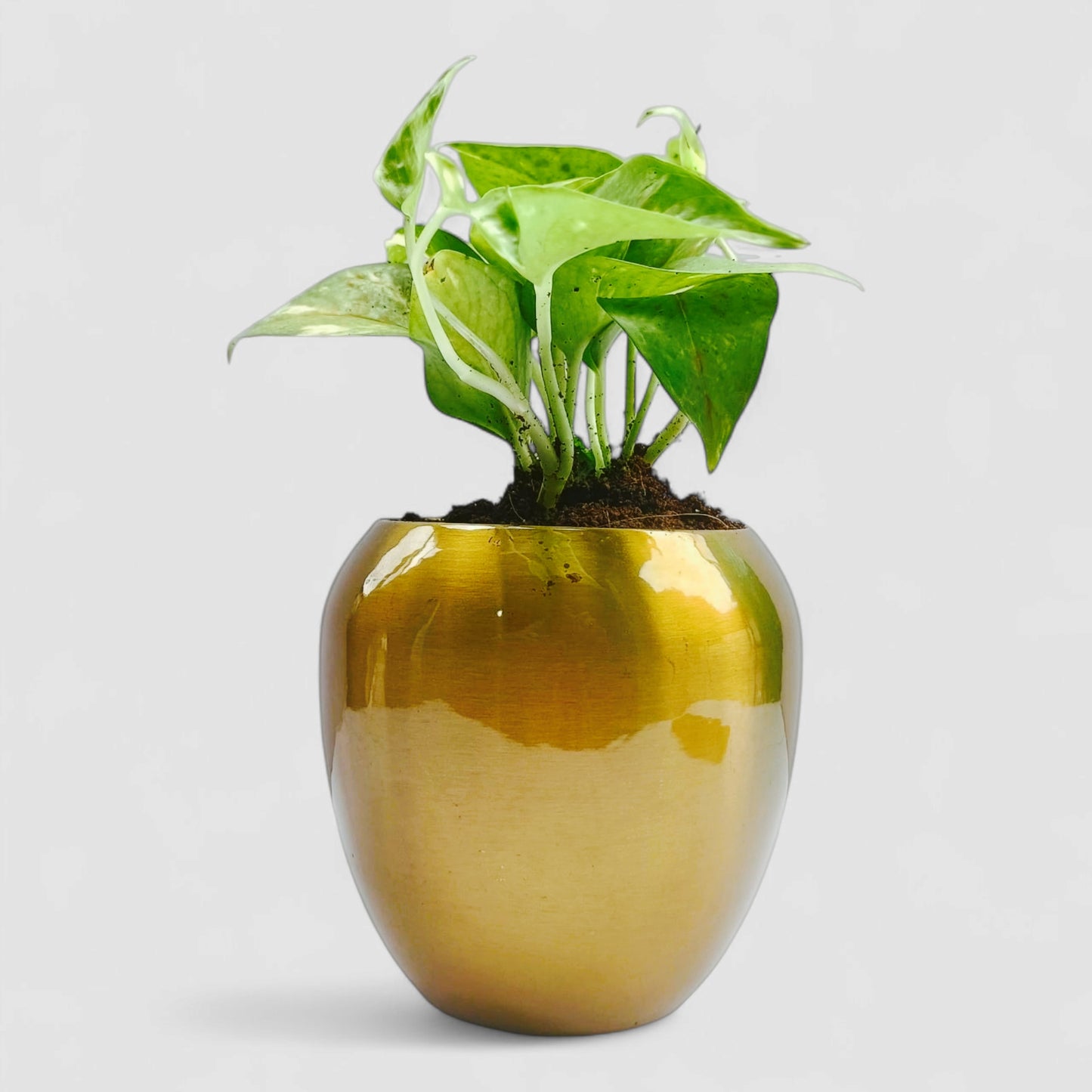 Green Money Plant with Premium Metal Pot