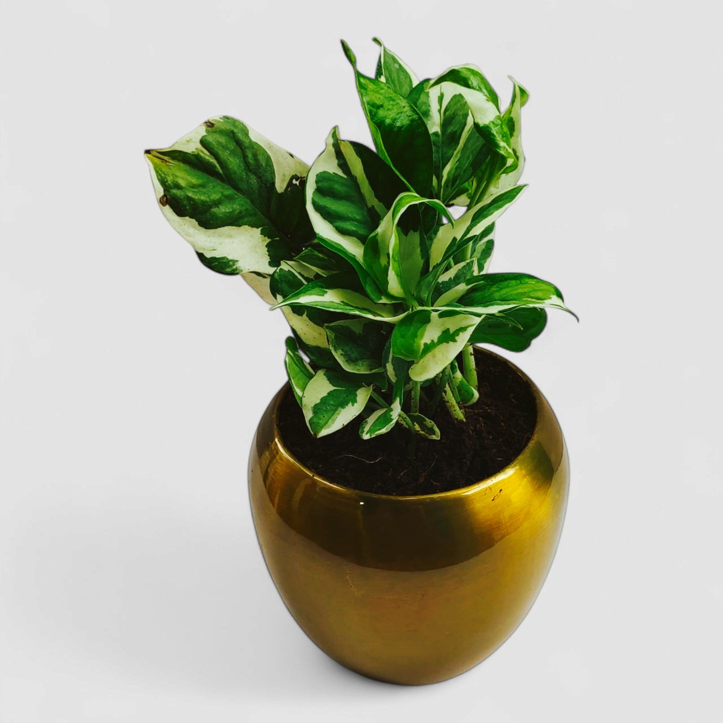 N'Joy Money Plant with Premium Metal Pot