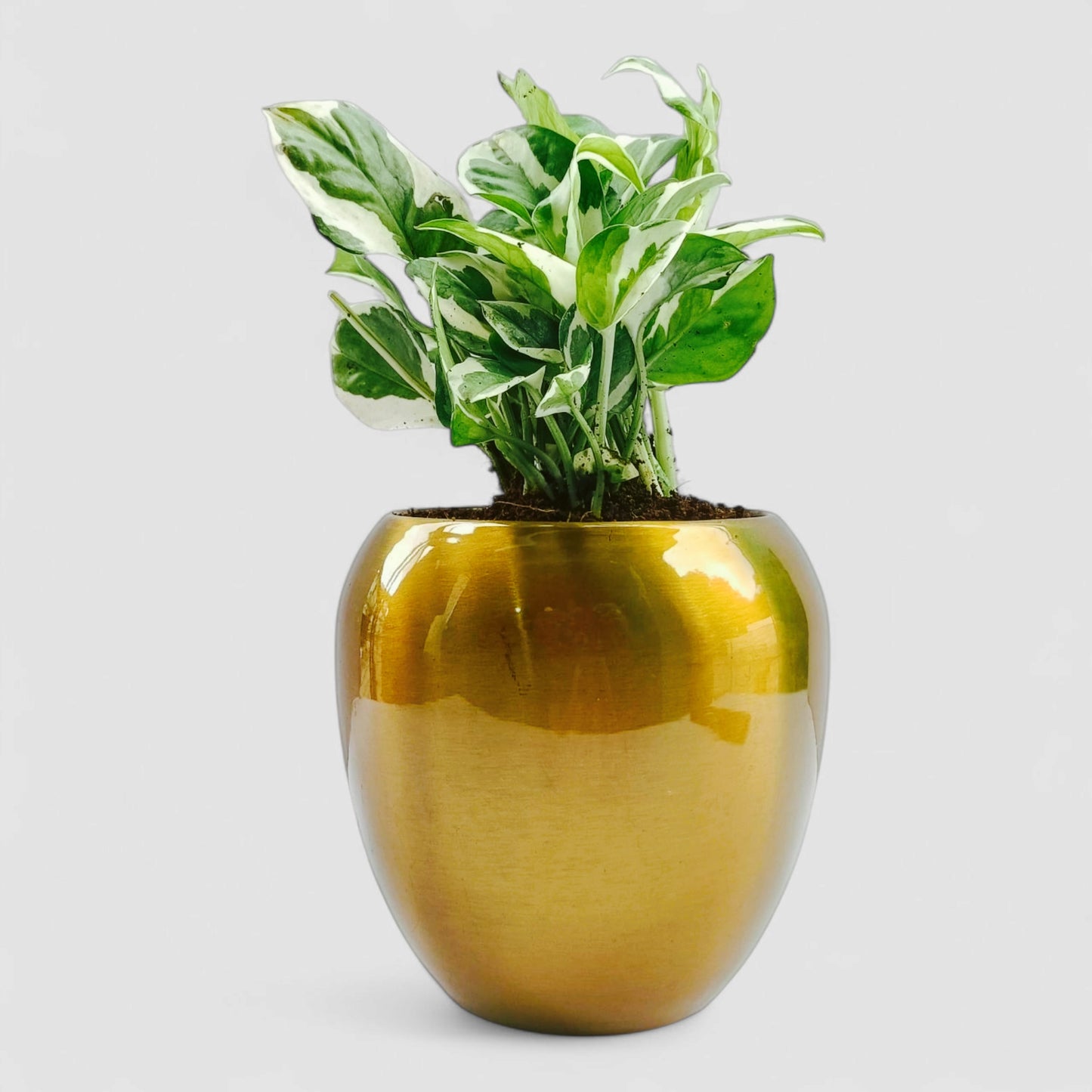 N'Joy Money Plant with Premium Metal Pot
