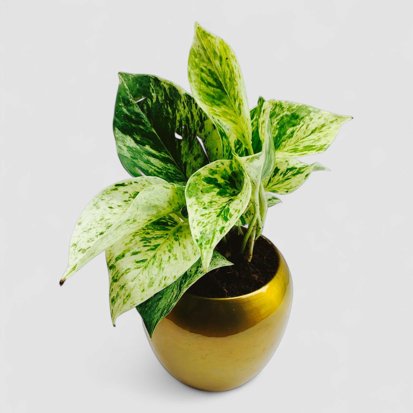Marble Money Plant with Premium Metal Pot
