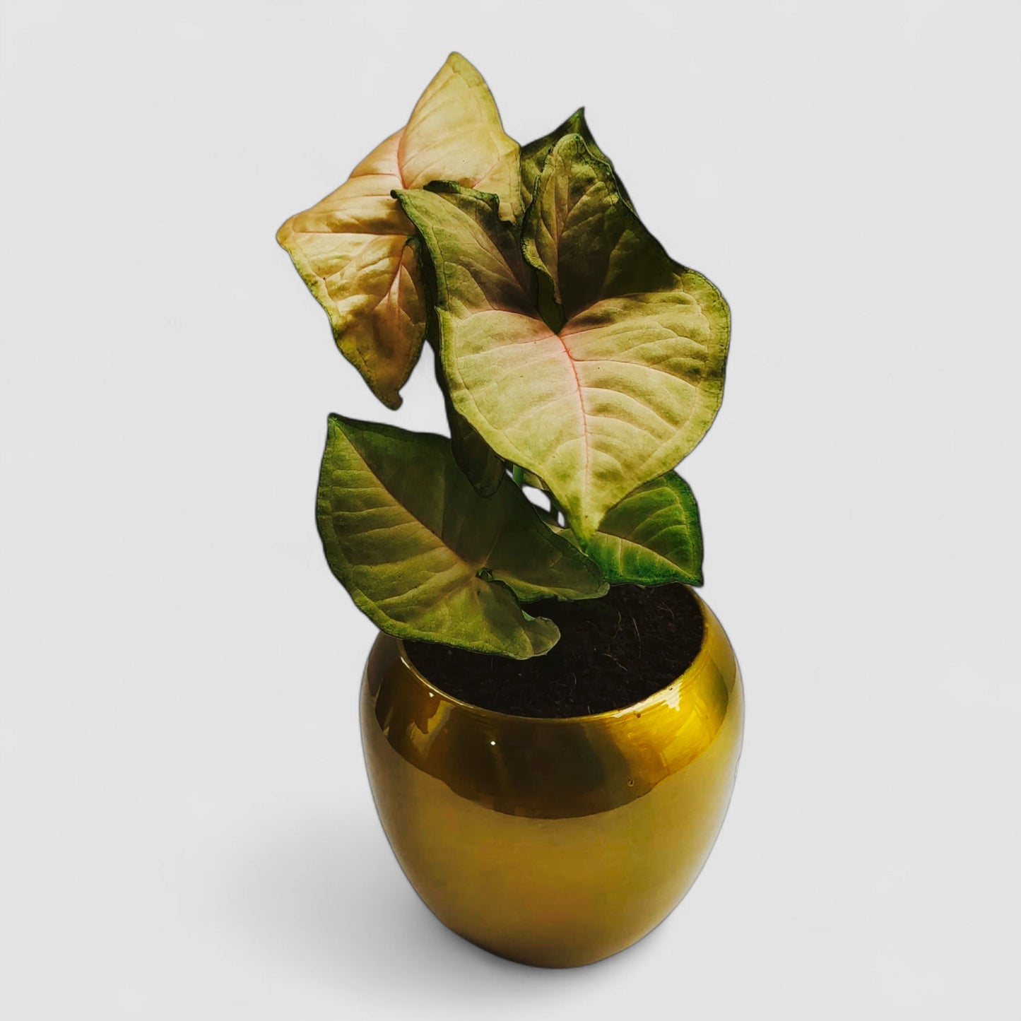 Pink Syngonium Plant with Premium Metal Pot