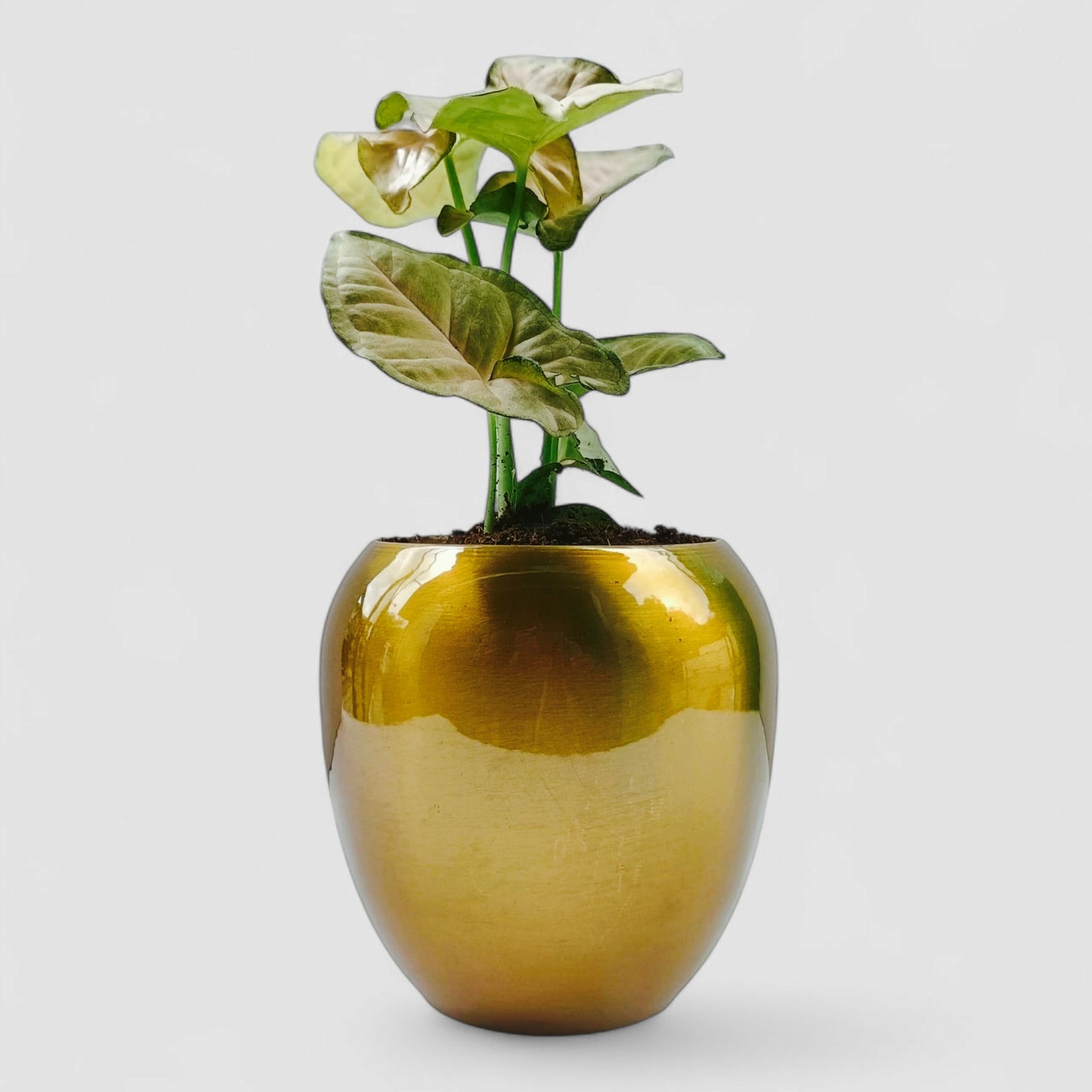 Pink Syngonium Plant with Premium Metal Pot