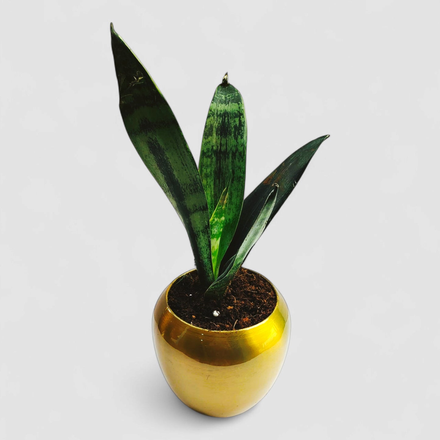 Green Snake Plant with Premium Metal Pot