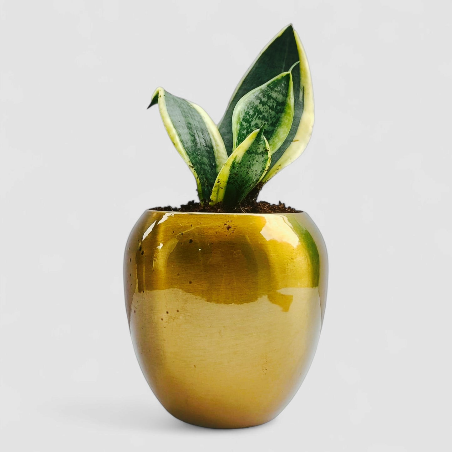 Golden Snake Plant with Premium Metal Pot
