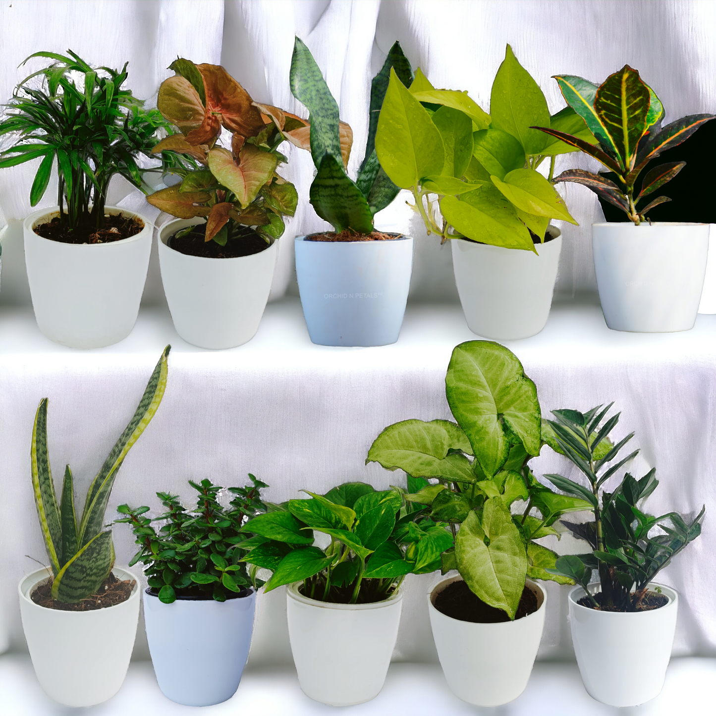 A Perfect Combo Pot Plants | Set of 10