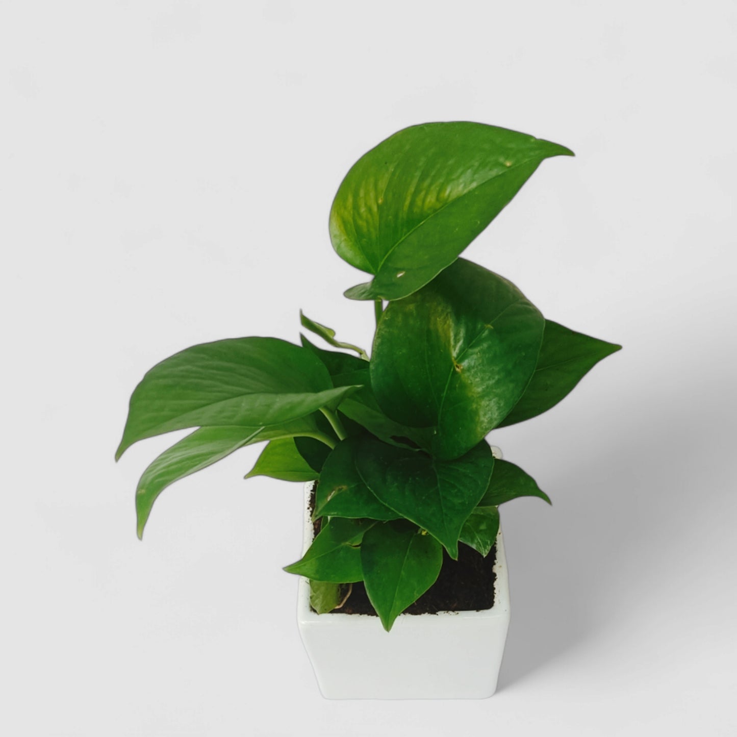 Green Money Plant with Ceramic Pot