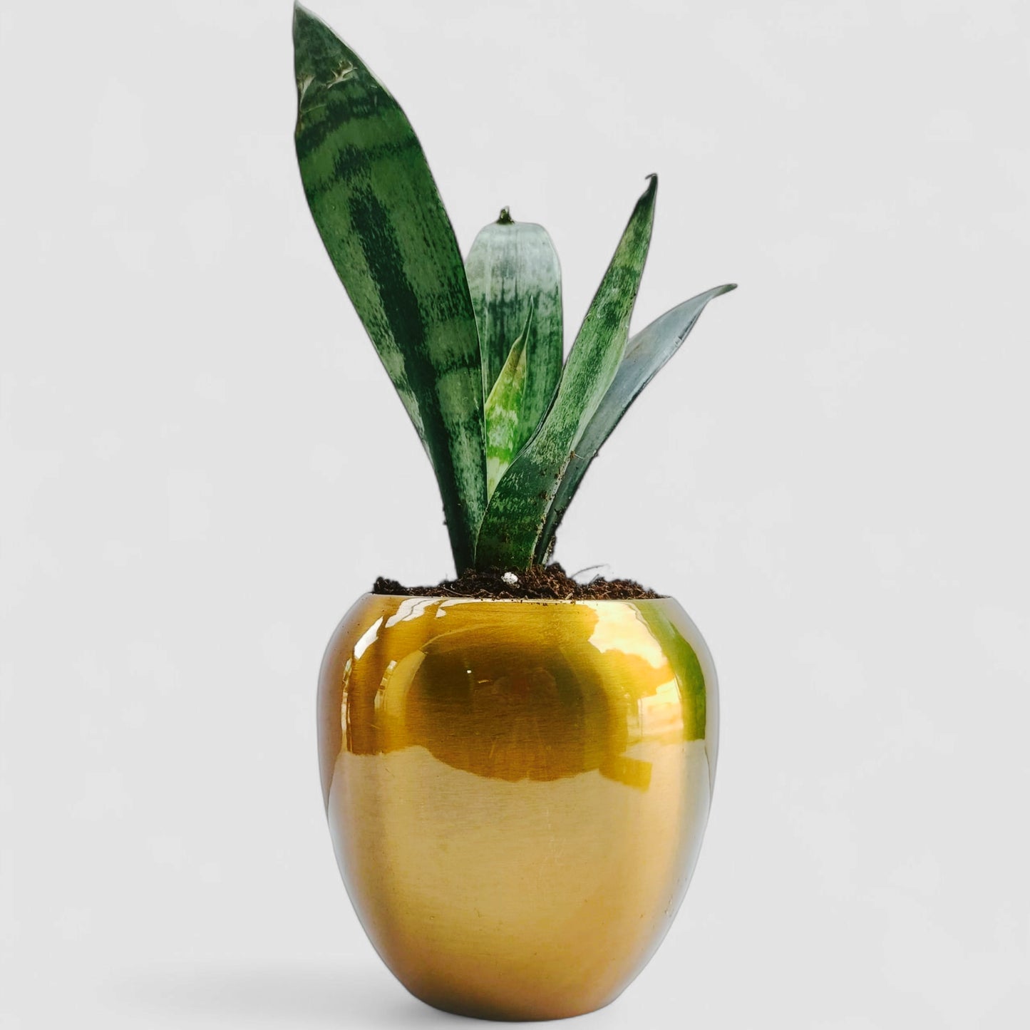 Green Snake Plant with Premium Metal Pot