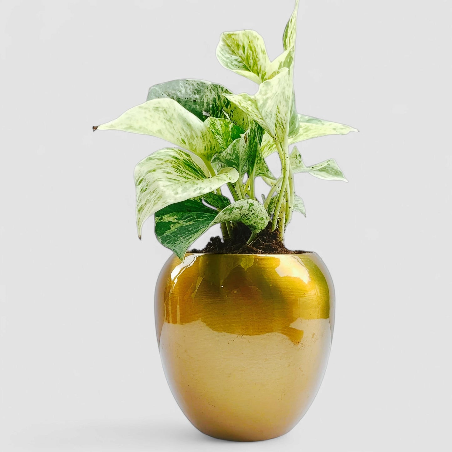 Marble Money Plant with Premium Metal Pot