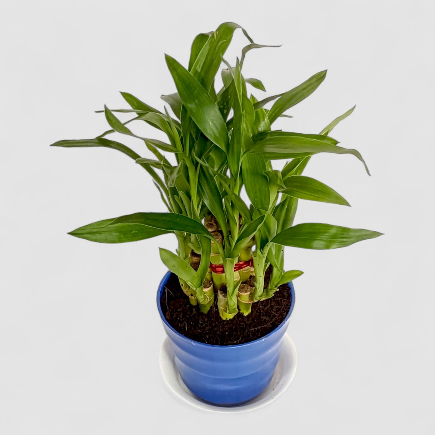 2 Layer Lucky Bamboo Plant (Round Pot & Plate) - Blue