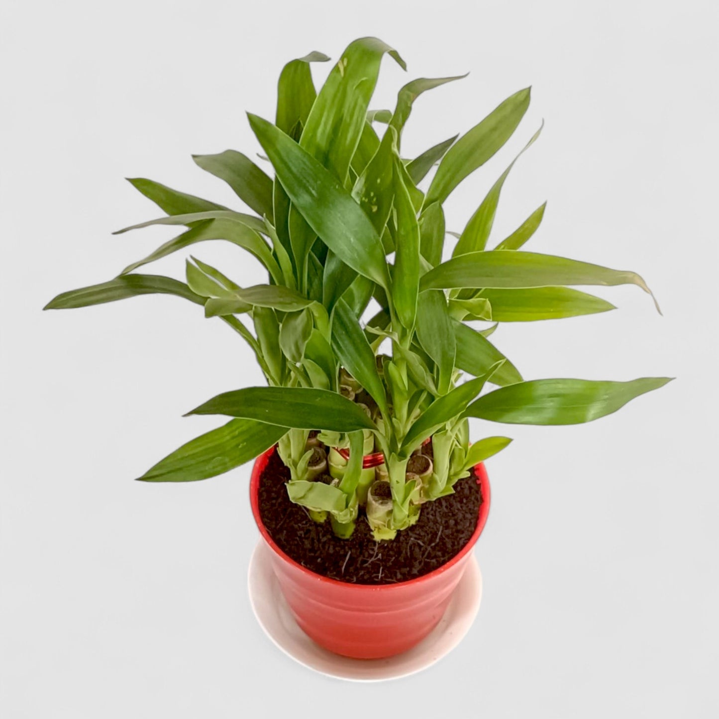 2 Layer Lucky Bamboo Plant (Round Pot & Plate) - Glitter Red