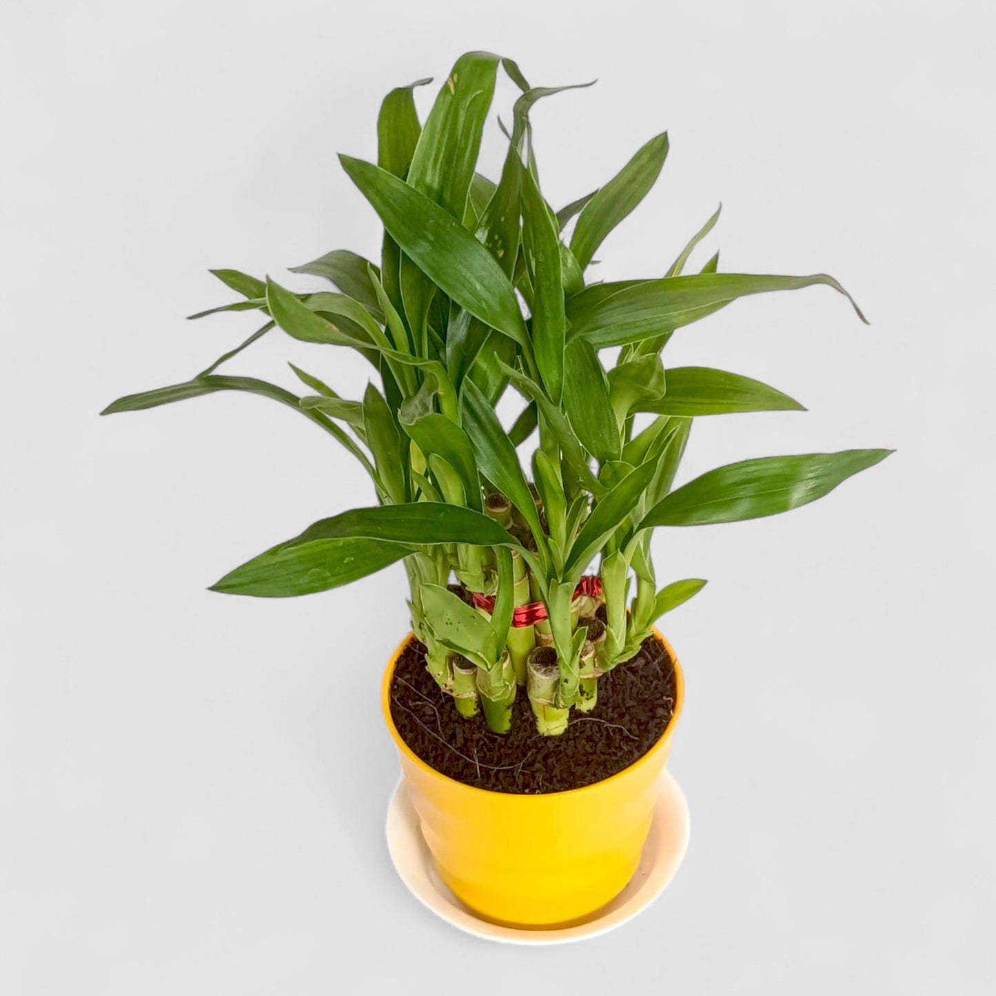 2 Layer Lucky Bamboo Plant (Round Pot & Plate) - Yellow