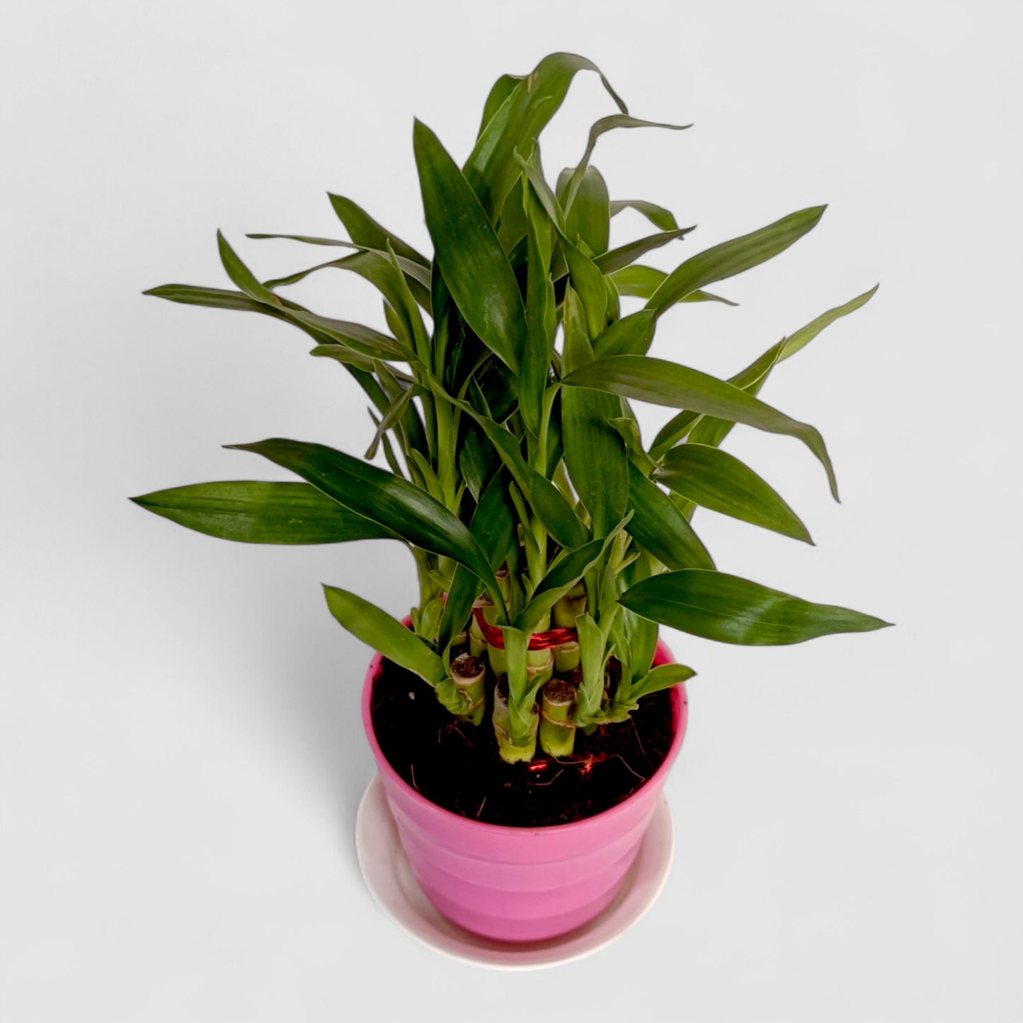 2 Layer Lucky Bamboo Plant (Round Pot & Plate) - Pink