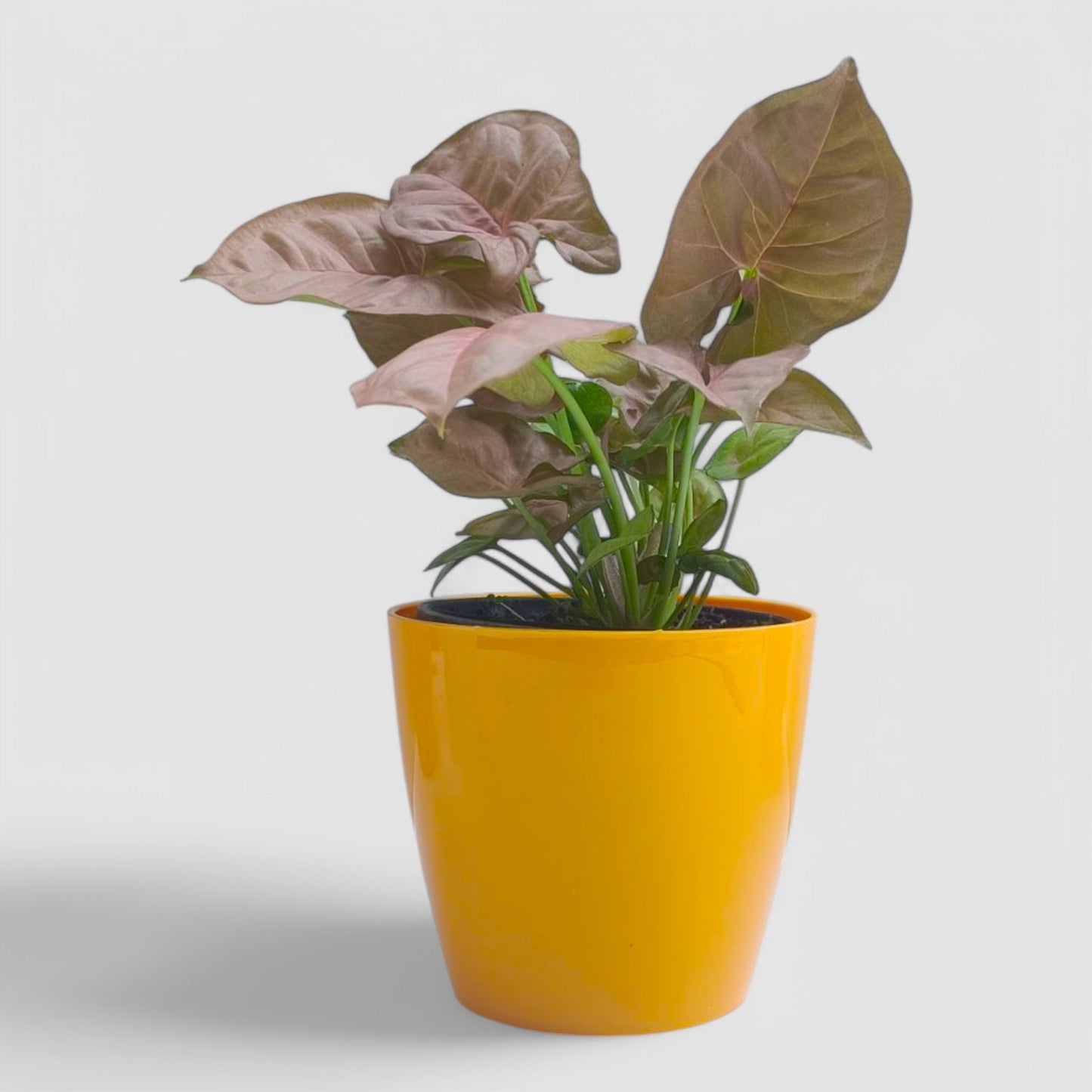 Pink Syngonium Plant