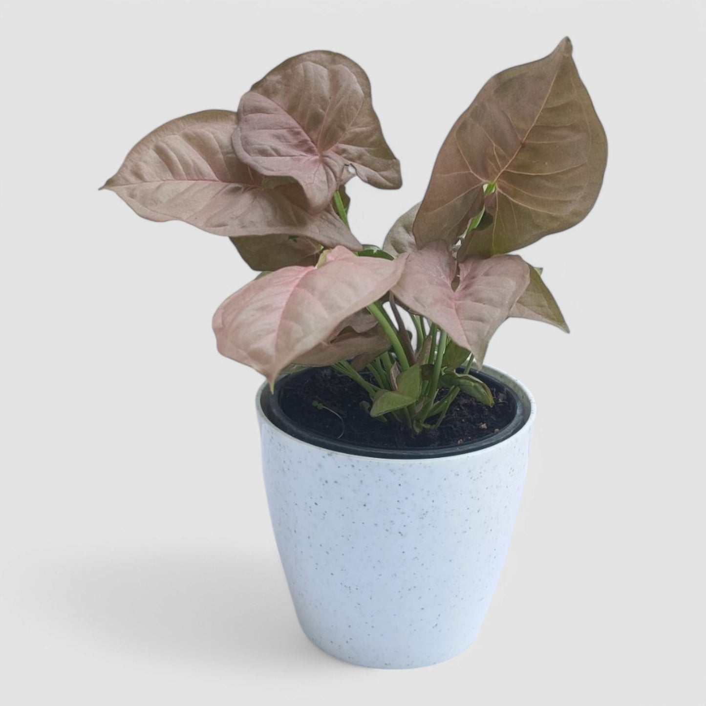 Pink Syngonium Plant