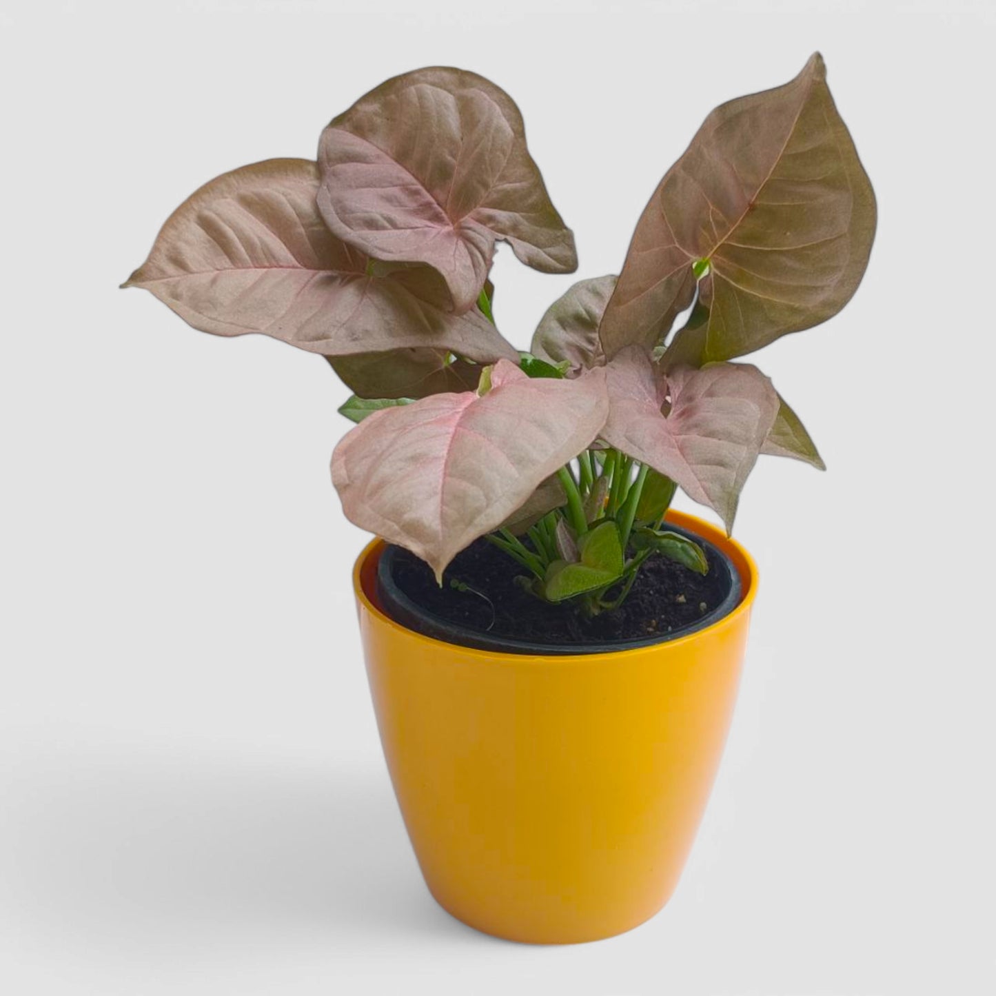 Pink Syngonium Plant