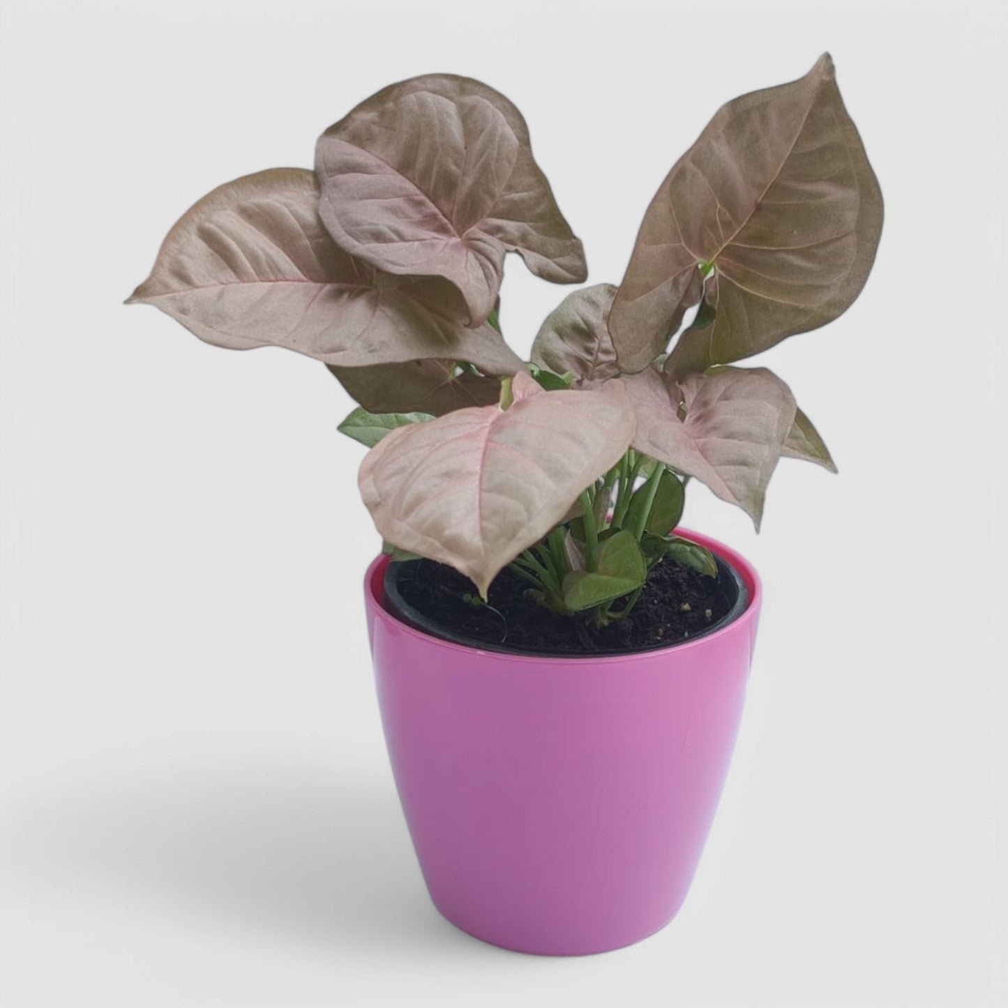 Pink Syngonium Plant