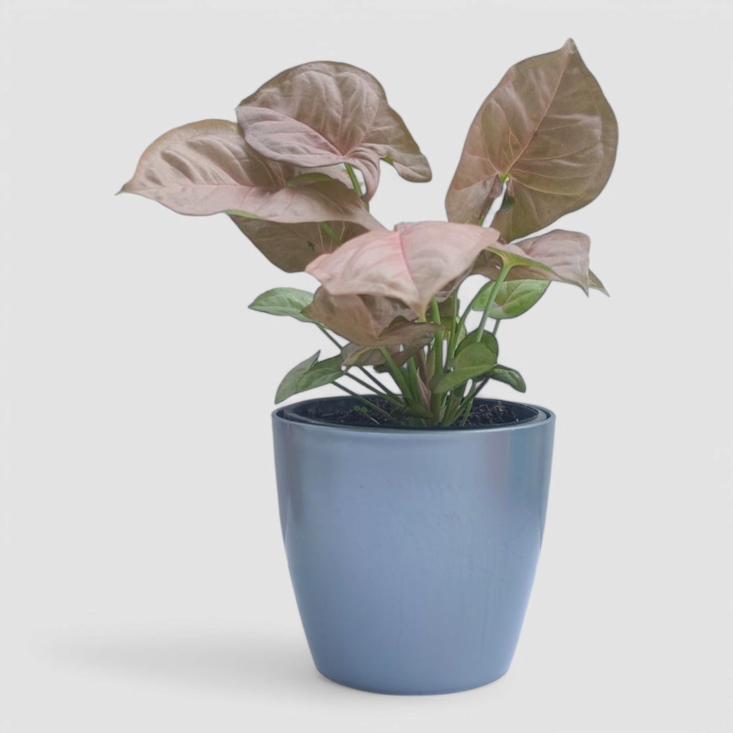 Pink Syngonium Plant