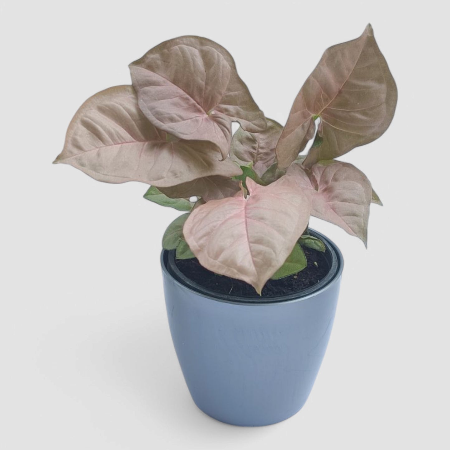 Pink Syngonium Plant