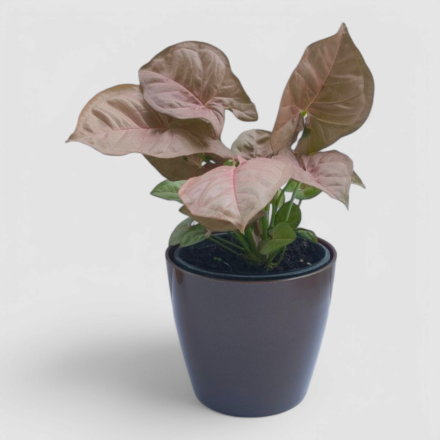Pink Syngonium Plant