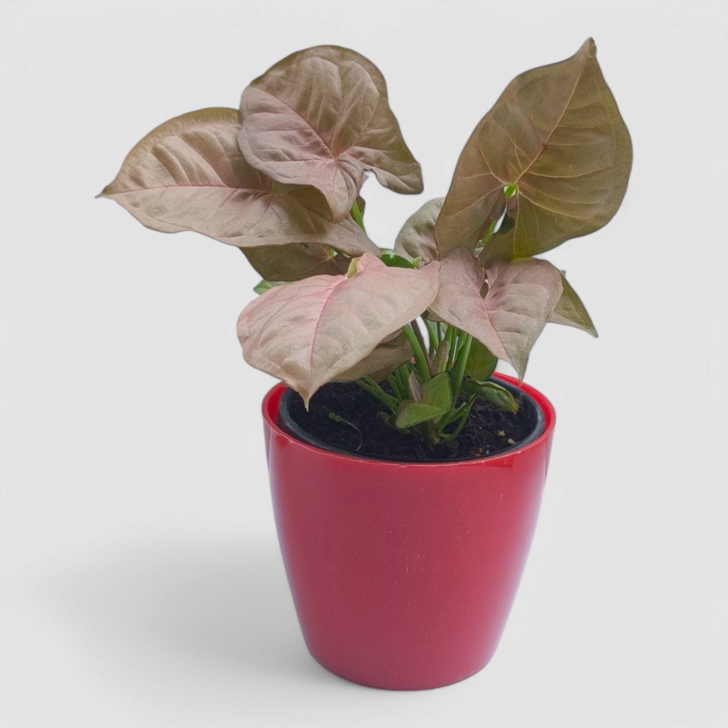 Pink Syngonium Plant
