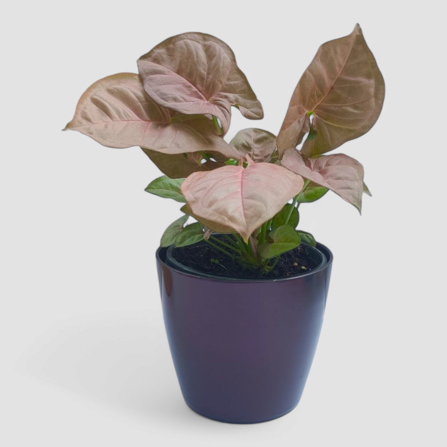Pink Syngonium Plant