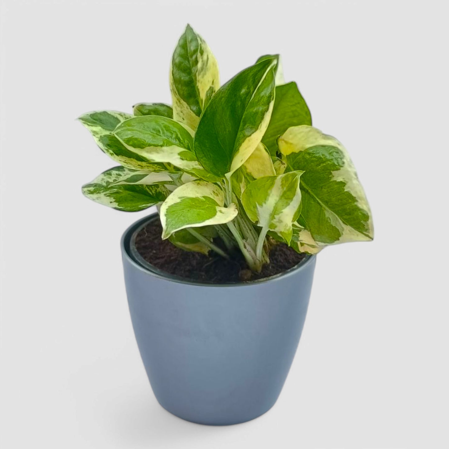 N'Joy Money Plant