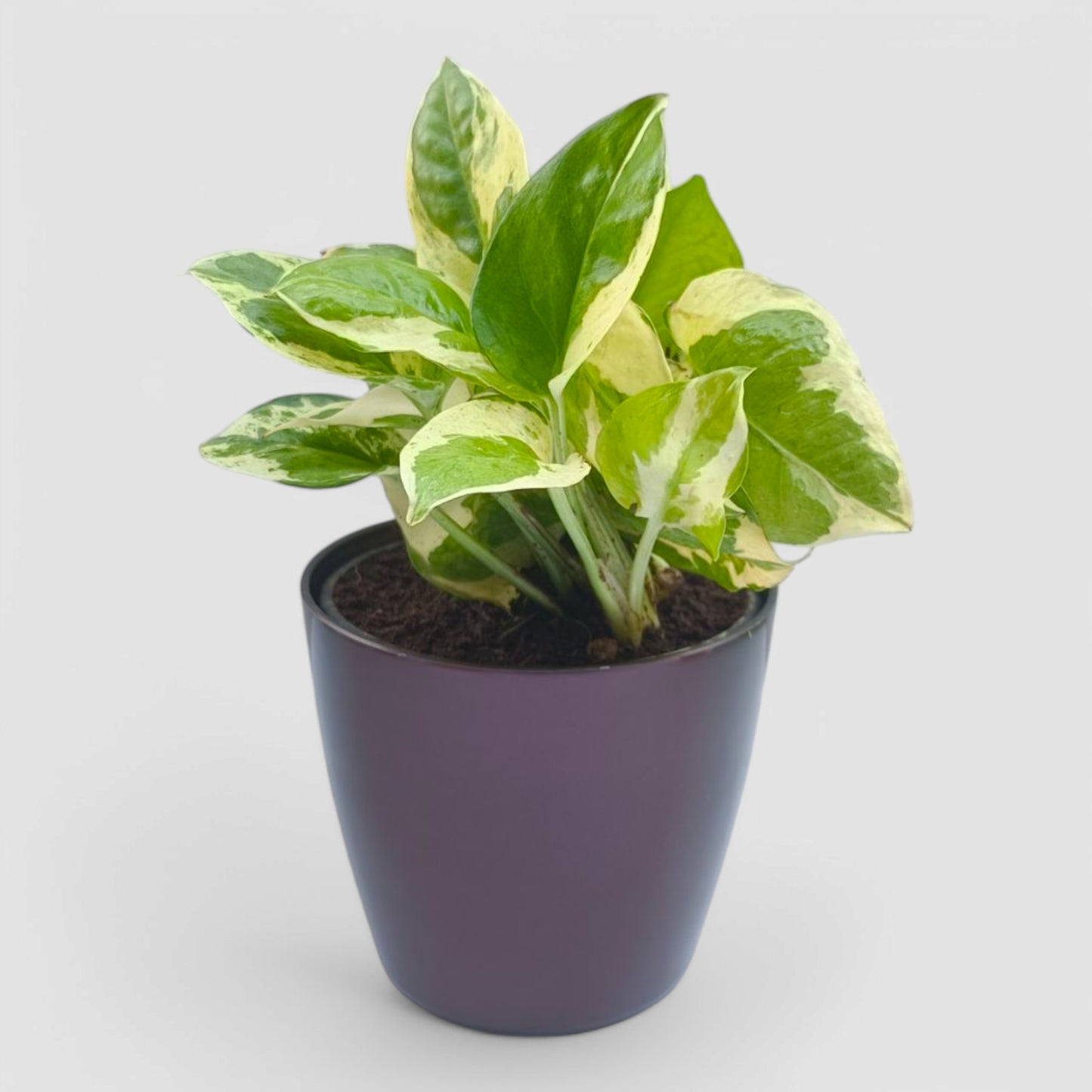 N'Joy Money Plant
