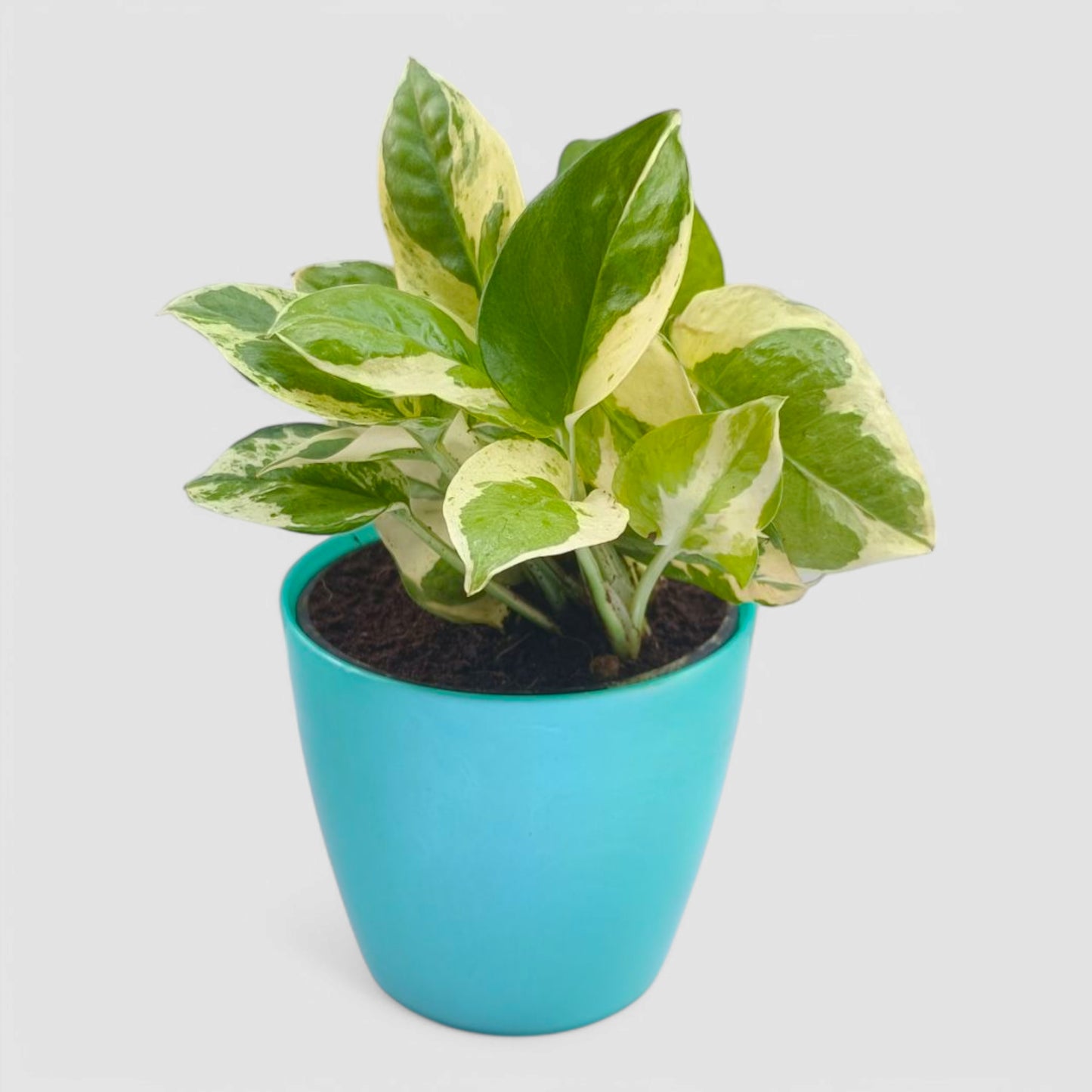 N'Joy Money Plant