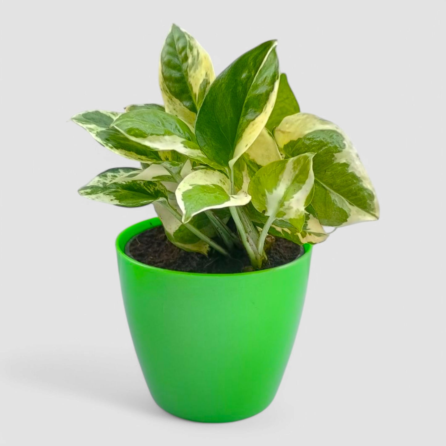 N'Joy Money Plant