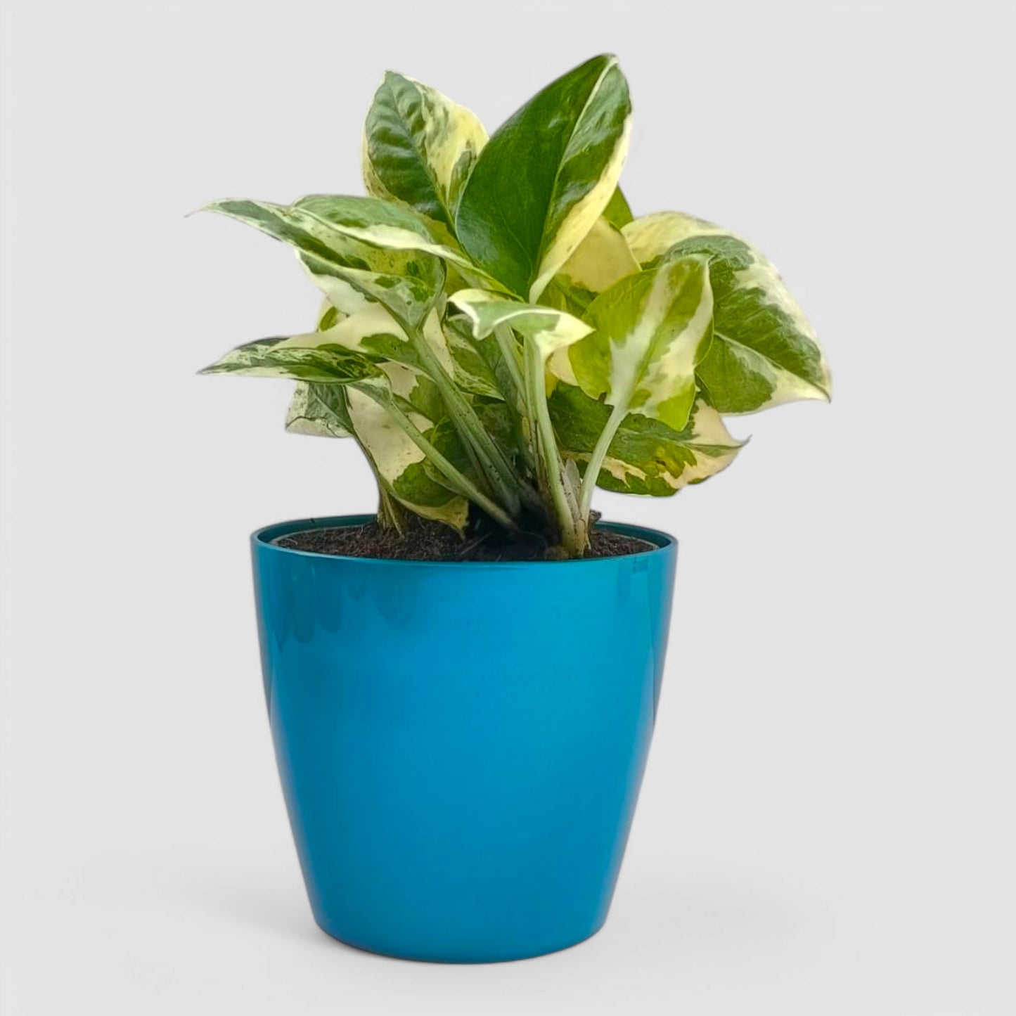 N'Joy Money Plant
