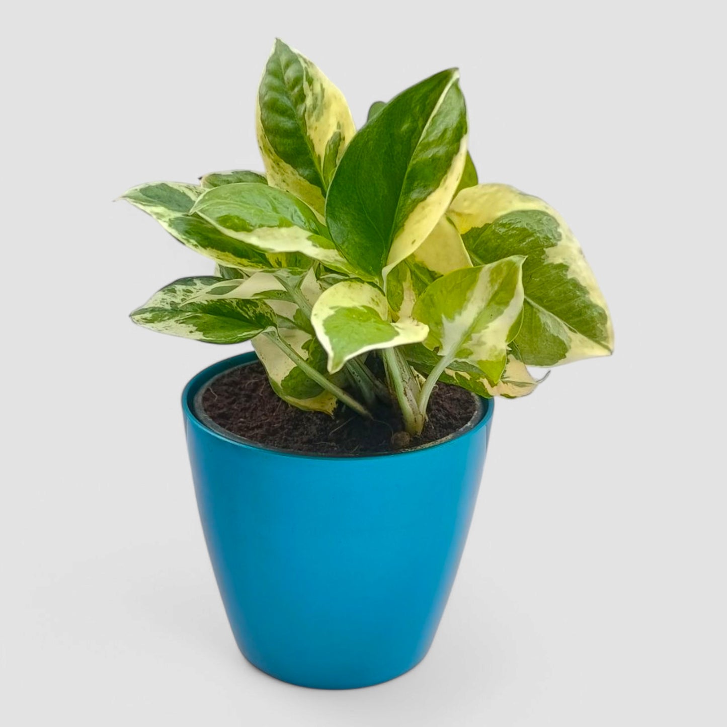 N'Joy Money Plant