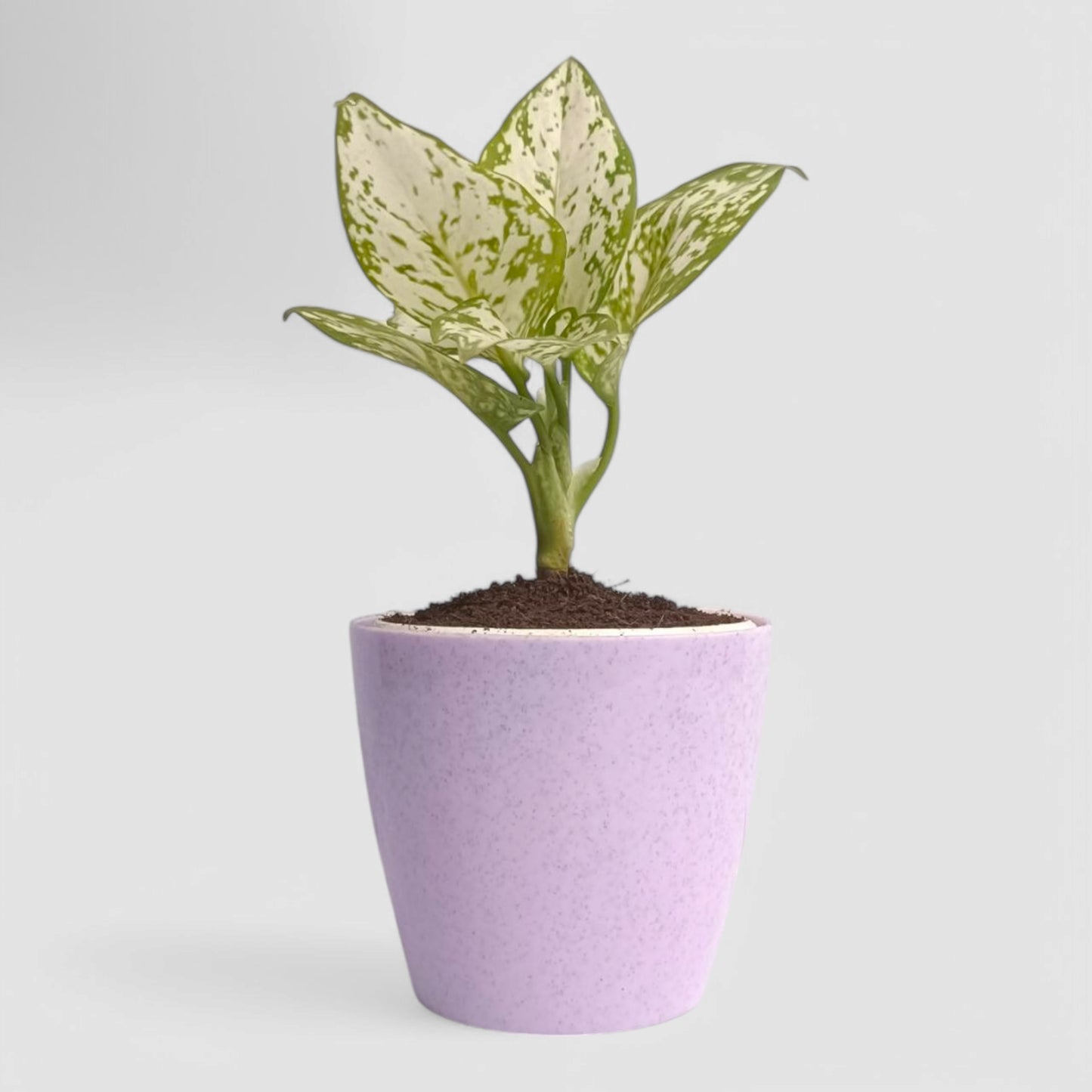 Aglaonema Snow White Plant