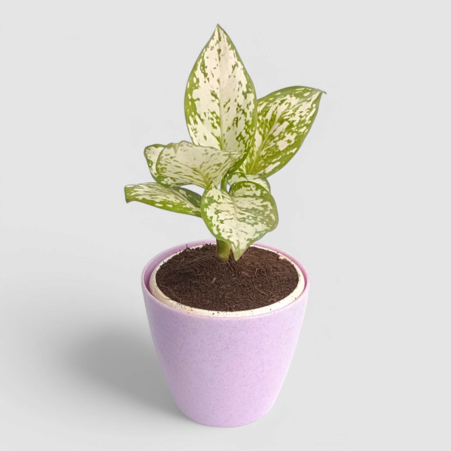 Aglaonema Snow White Plant