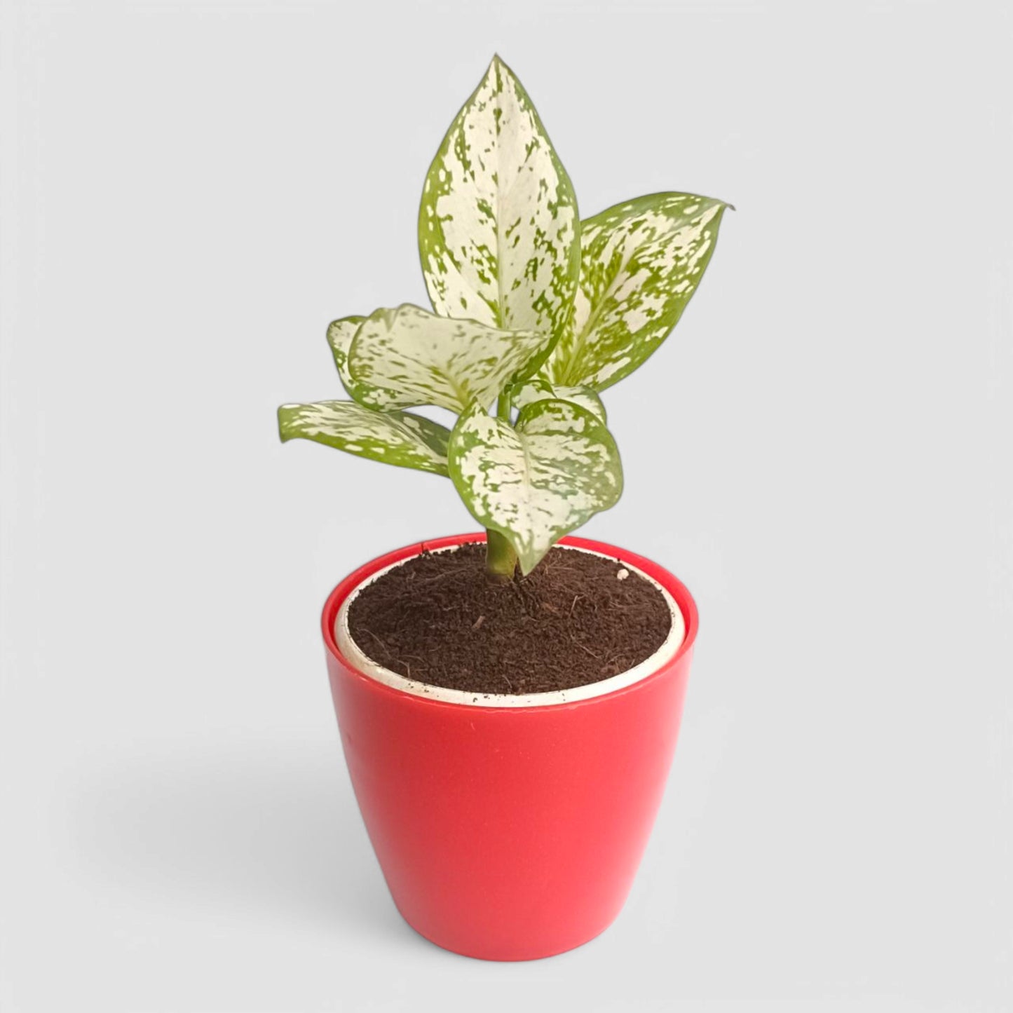 Aglaonema Snow White Plant