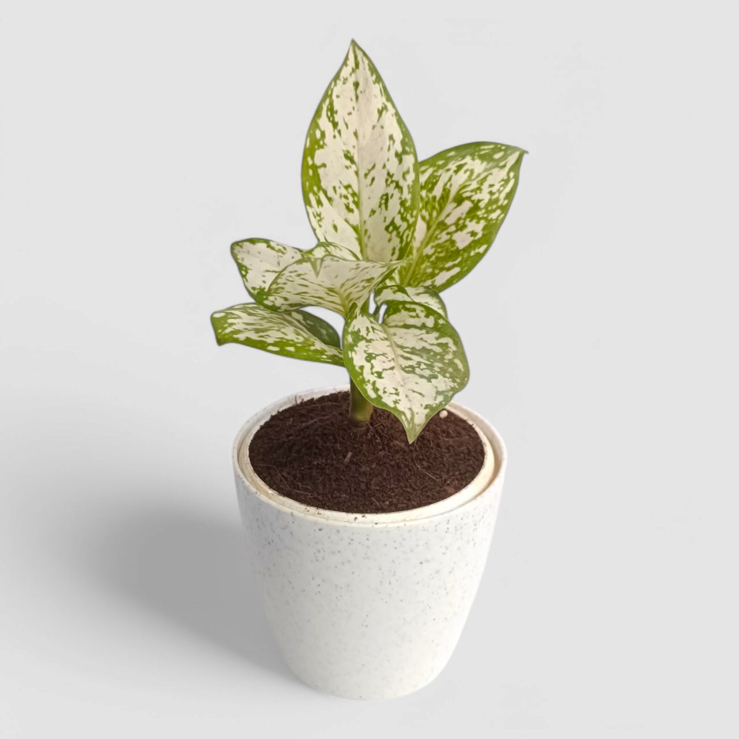 Aglaonema Snow White Plant
