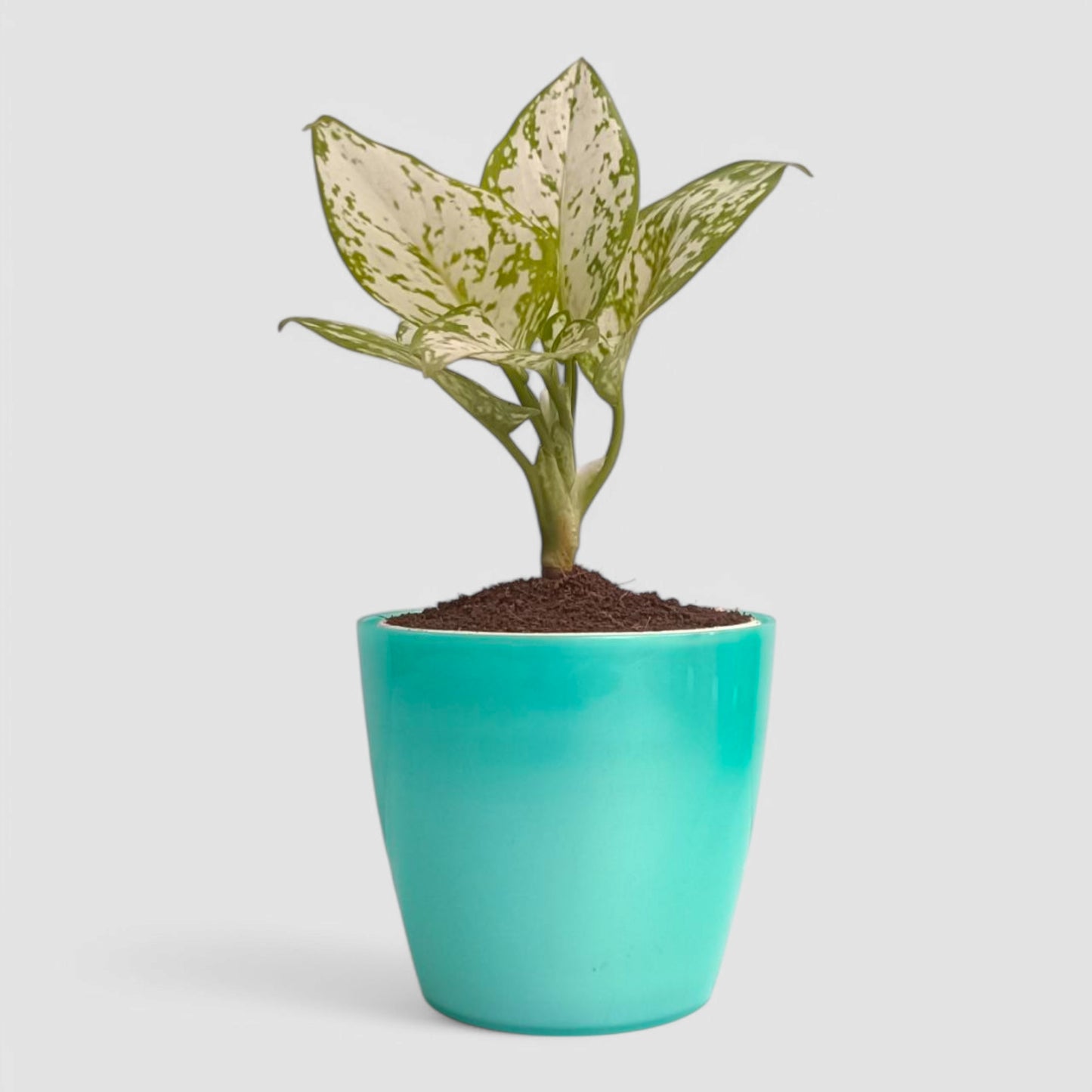 Aglaonema Snow White Plant