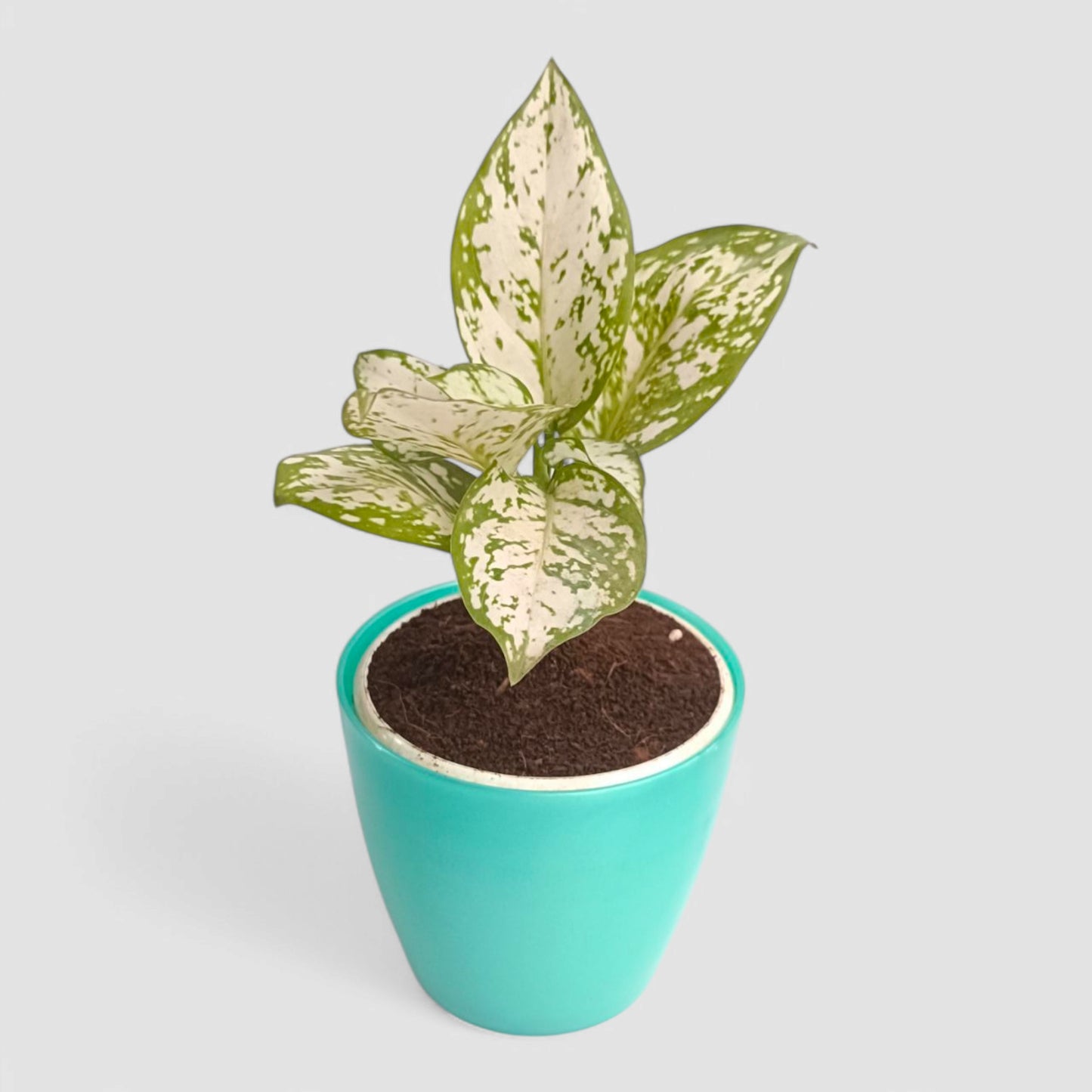 Aglaonema Snow White Plant