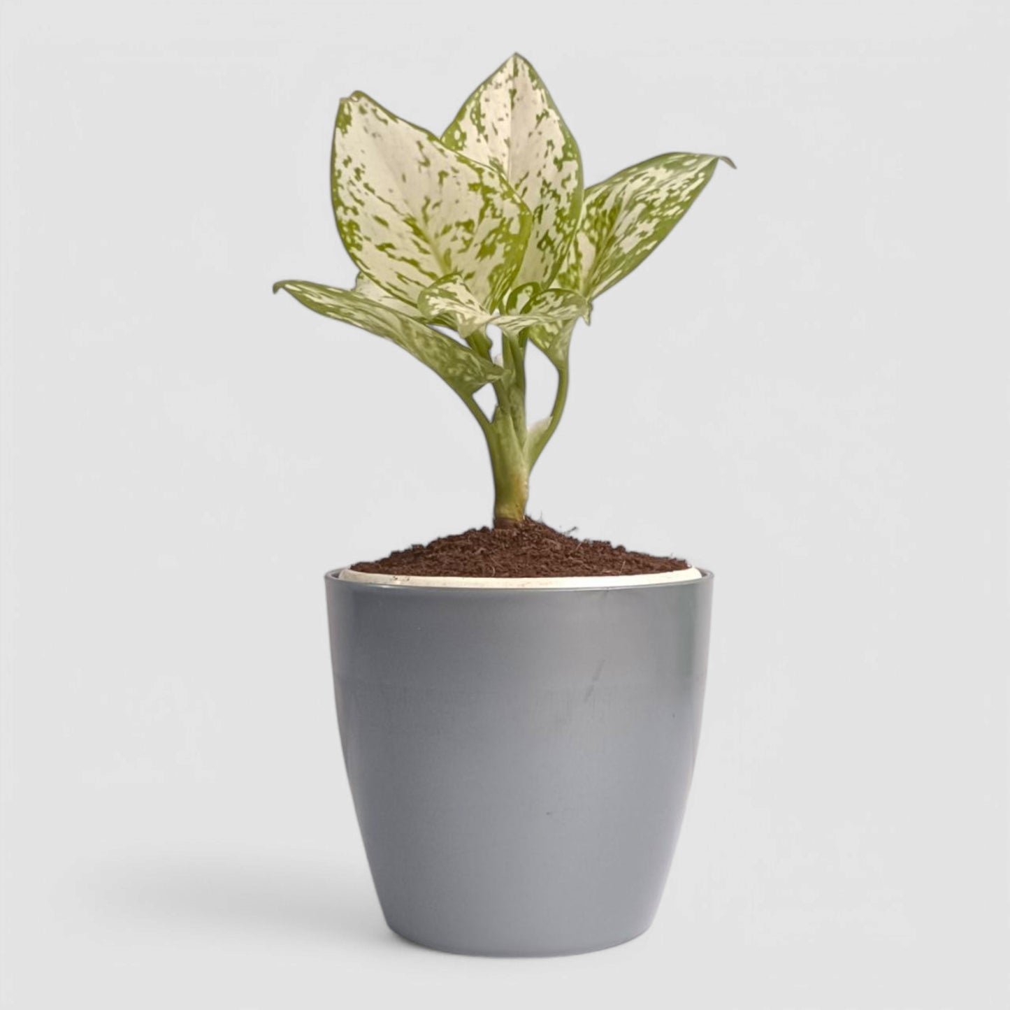 Aglaonema Snow White Plant