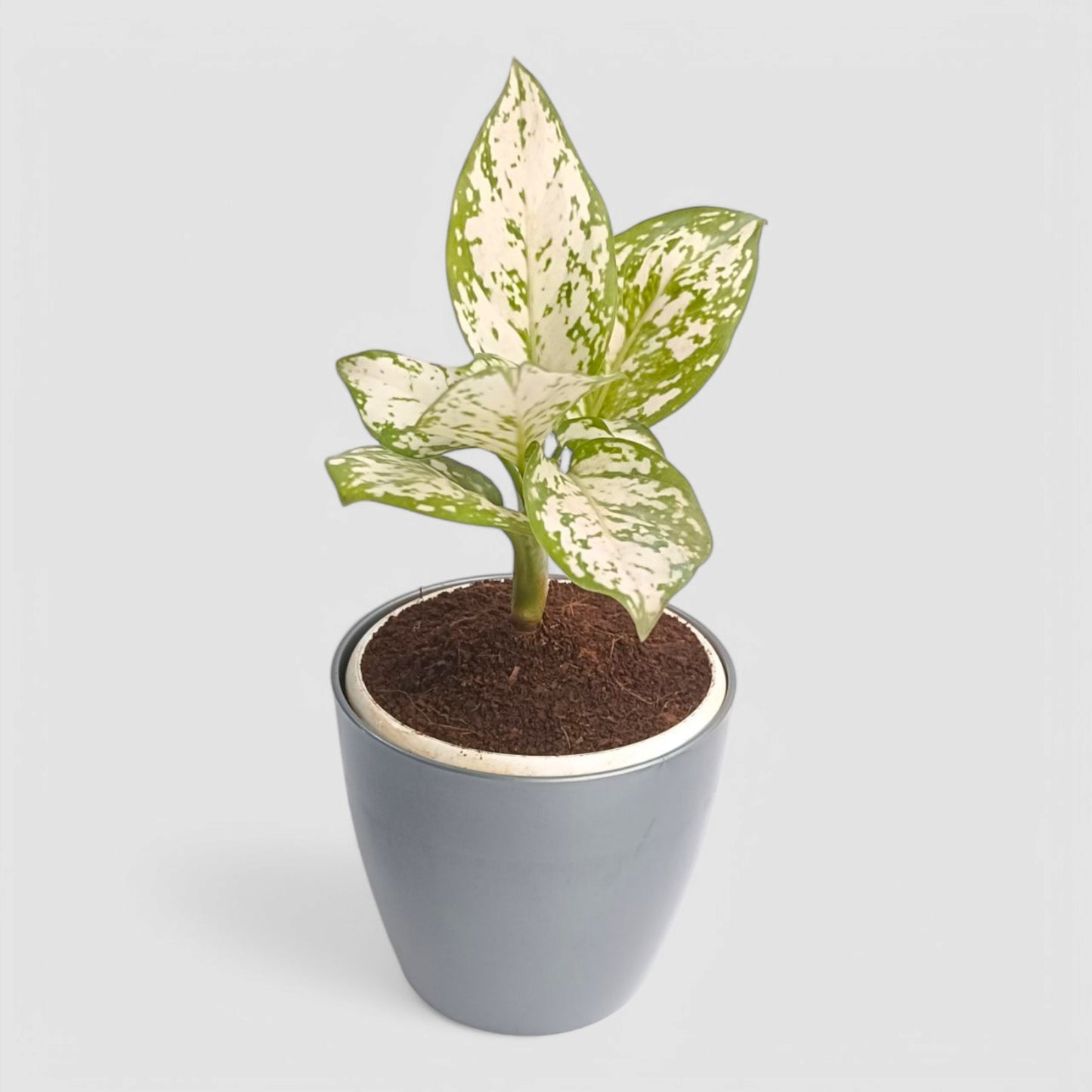 Aglaonema Snow White Plant