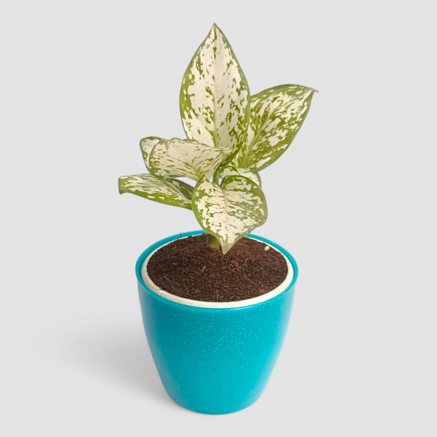 Aglaonema Snow White Plant