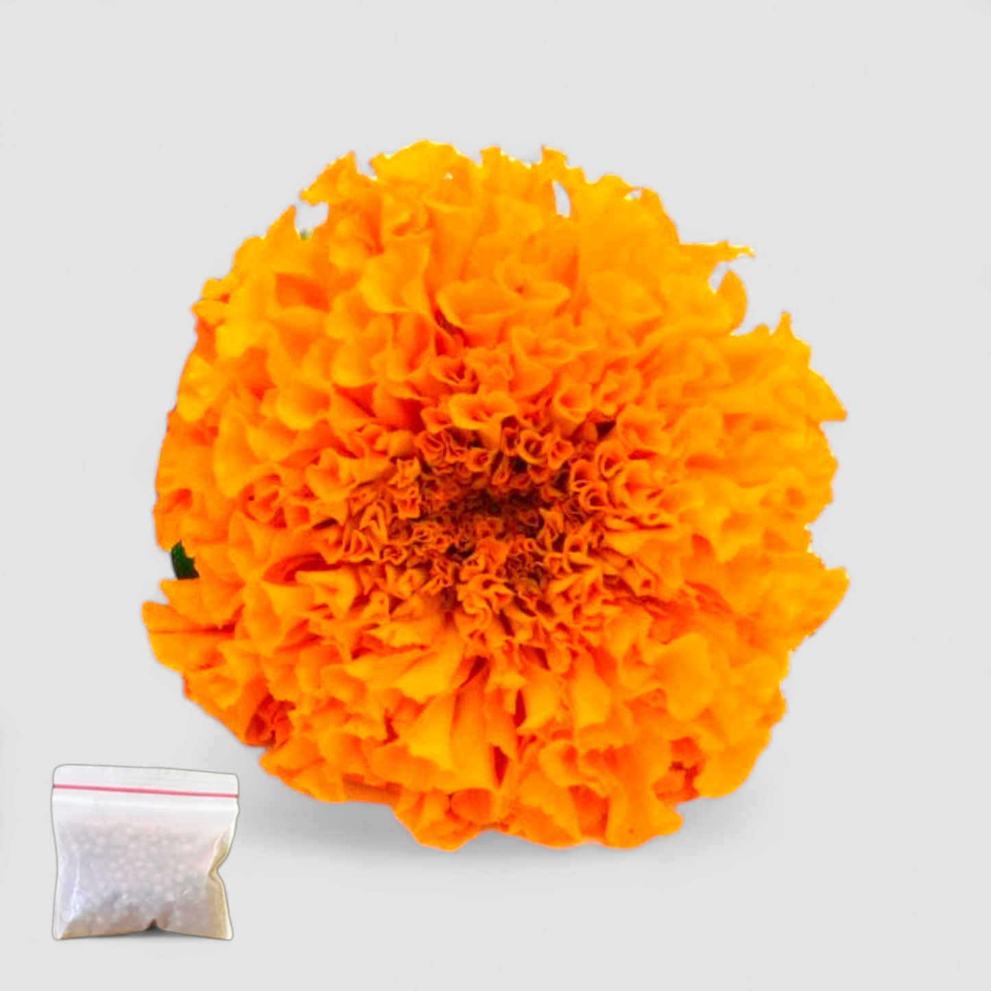 Marigold Orange (Seeds)