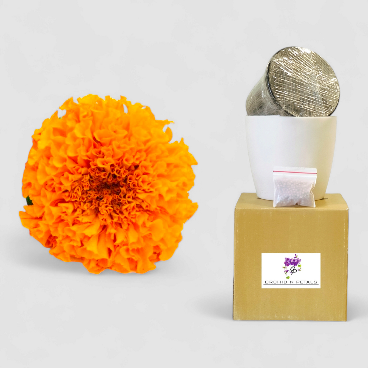 Marigold Orange (Gardening DIY Kit)