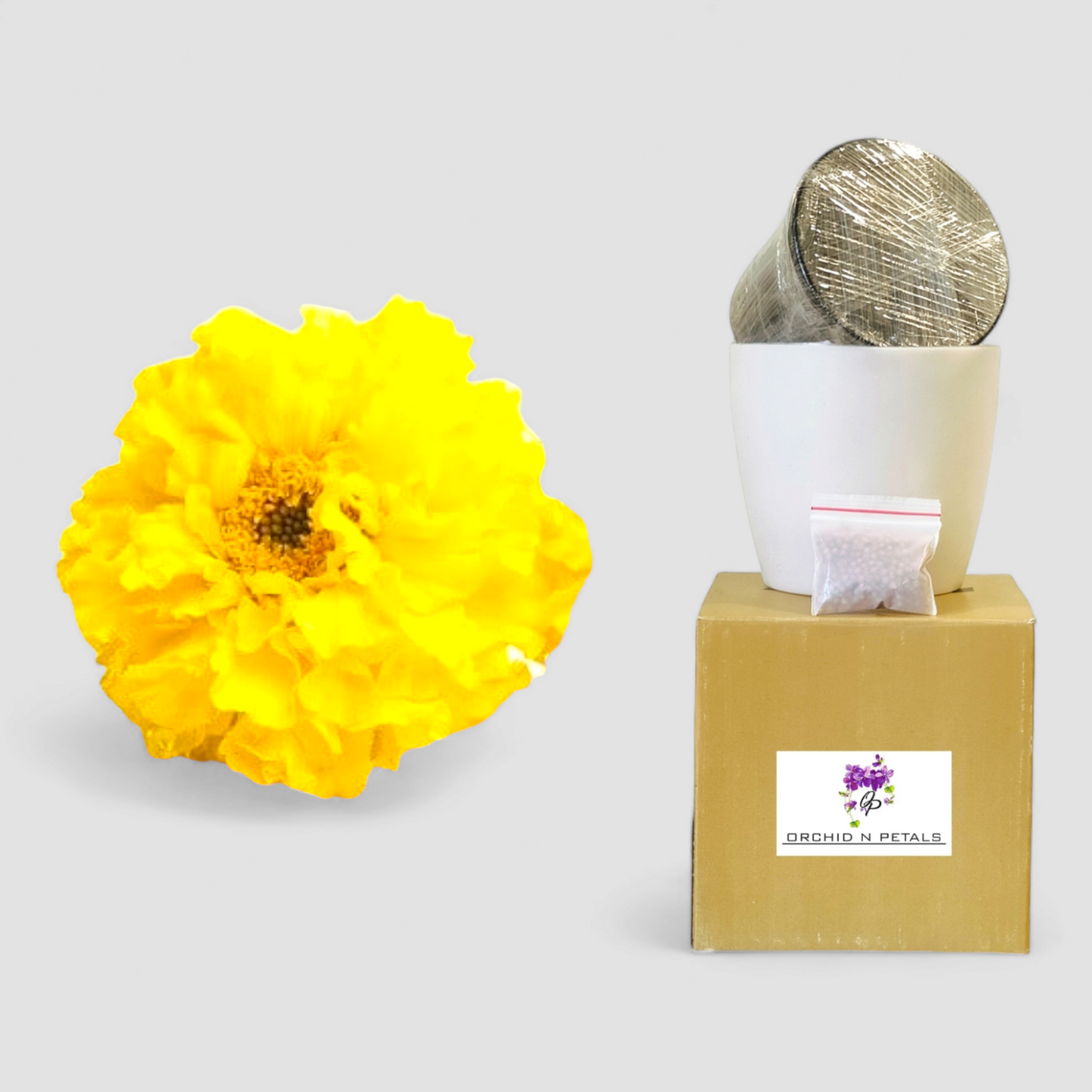 Marigold Yellow (Gardening DIY Kit)
