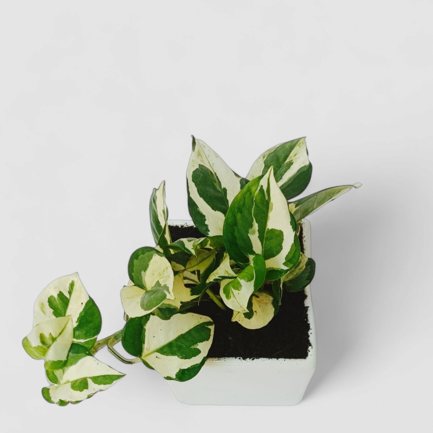N'Joy Money Plant with Ceramic Pot
