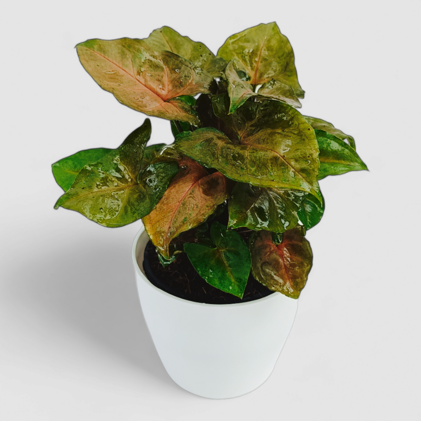 Syngonium Bronze Plant